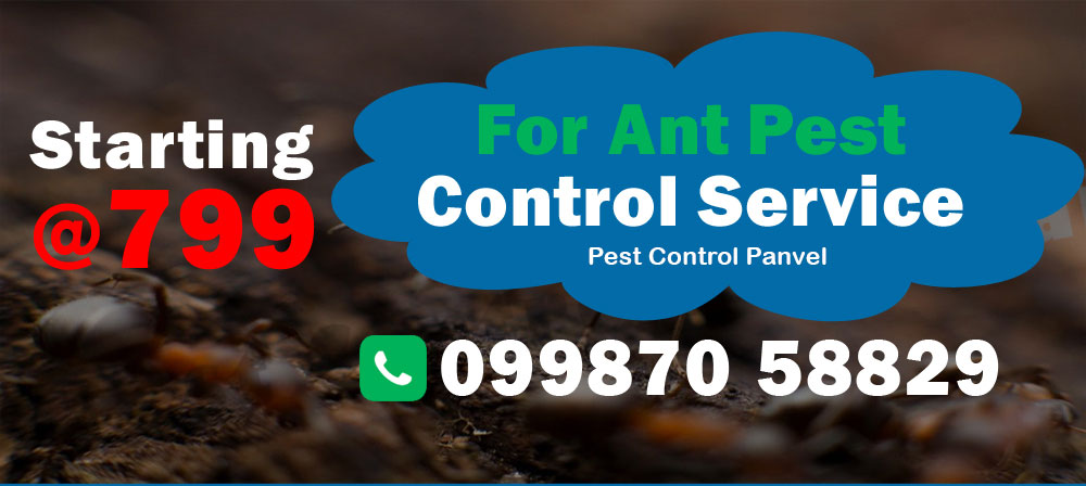 Ant Pest Control