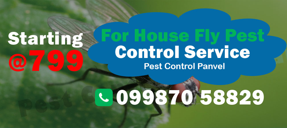 House Fly Pest Control
