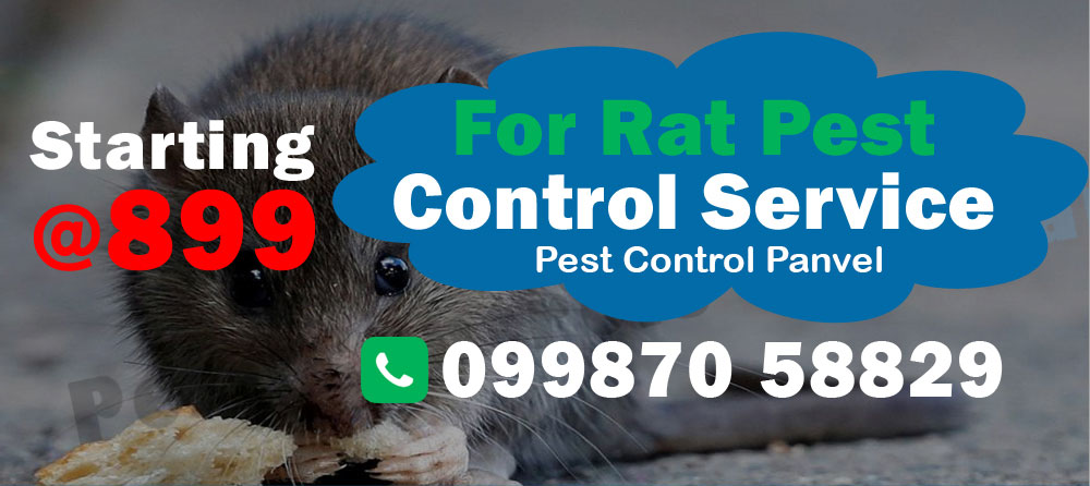 Rat Pest Control