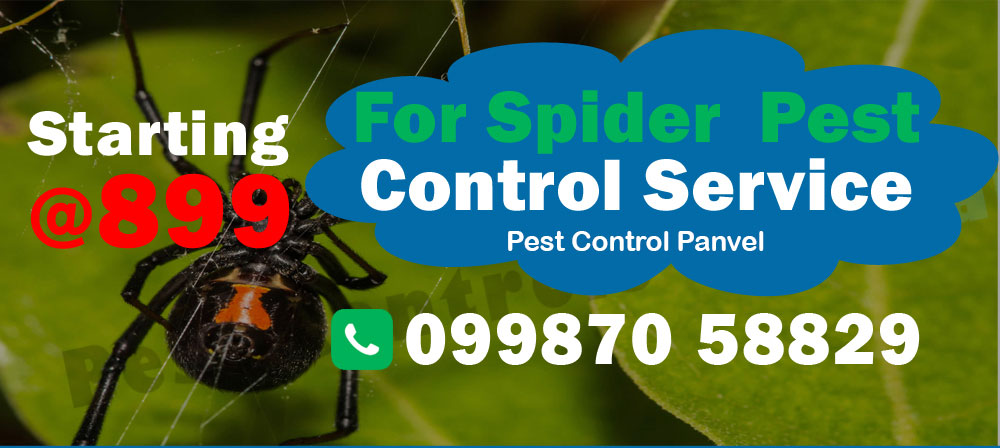 Spider Pest Control