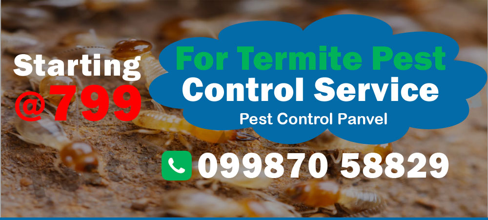 Termite Pest Control
